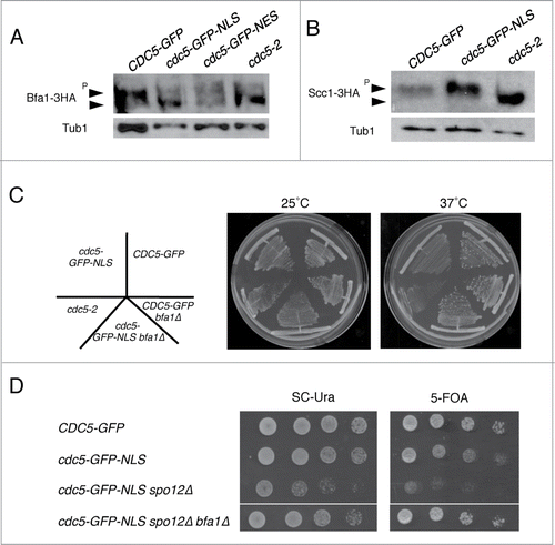 Figure 7. Bfa1 is the major cytoplasmic target of Cdc5. (A) Phosphorylation status of Bfa1-3HA in cdc5-GFP-NLS or cdc5-GFP-NES mutant cells. These strains (VB807, VB800, VB915) were arrested in telophase by cdc14-1 mutation at 37° for 3 hours and cell lysates were subjected for the Western blotting of Bfa1-3HA. cdc5-2 BFA1-3HA (VB725) was used as a negative control. Tubulin was used as a loading control. (B) Scc1 phosphorylation is not defective in cdc5-GFP-NLS in metaphase. CDC5-GFP (VB749), cdc5-GFP-NLS (VB753) and cdc5-2 (VB808) cells were arrested in G2/M phase with 15 μg/ml nocodazole for 3 hours at 25°C and shifted to 37°C for 2 hours (to inactivate cdc5-2). The cell lysates were subjected for the Western blotting of Scc1-3HA. Tubulin was used as a loading control. (C) Deletion of BFA1 (VB808) suppresses the temperature sensitivity of cdc5-GFP-NLS (VB572) at 37°C. Indicated strains were streaked to single colonies on YEPD plates at 25°C and 37°C for 2 days. (D) Deletion of BFA1 (VB920) rescues the synthetic lethality of cdc5-GFP-NLS spo12Δ (VB622). Indicated strains harboring a complementing CDC5-URA3 plasmid were spotted on plates either containing 5-FOA or SC-URA at room temperature for 4 days.