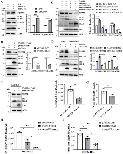 Figure 7. SNAP29 facilitates ORF7a-induced autophagic flow to inhibit viral replication. (A) HeLa cells were transfected with siNC (100 nM) or siSNAP29 (100 nM) for 24 h. Cells were then transfected with ORF7a-HA, and after 24 h, cells were harvested, lysed and analyzed by immunoblotting with anti-SQSTM1, anti-LC3, anti-SNAP29, anti-HA and anti-ACTB antibodies. (B) HeLa cells were transfected with the same amounts of ORF7a-HA together with SNAP29-3×FLAG plasmid or vector plasmid. After 24 h, the cell lysates were analyzed by immunoblotting with anti-SQSTM1, anti-LC3, anti-FLAG, anti-HA and anti-ACTB antibodies. (C) HeLa cells were transfected with the same amounts of ORF7a-HA together with wild-type and bearing SNAP29D30E mutation plasmids. After 24 h, the cell lysates were analyzed by immunoblotting with anti-SQSTM1, anti-LC3, anti-FLAG, anti-HA and anti-ACTB antibodies. (D) HeLa cells were transfected with ORF7a-HA or empty vector plasmids. At 24 hpt, the cells were treated with DMSO or Z-VAD-FMK (10 μM). Then, the cells were harvested for western blot analysis. The relative protein expression levels of LC3 and SQSTM1 normalized to ACTB in (A), (B), (C) and (D) were quantified by densitometry analysis of at least three independent replicates. Error bars represent standard deviations of the means (n = 3). Ns, p > 0.05; *, p < 0.05; **, p < 0.01; ***, p < 0.001. (E) HeLa-ACE2 cells were transfected with empty vector or SNAP29-3× FLAG plasmids. After 24 h of transfection, the cells were infected with SARS-CoV-2 (MOI = 0.01) for 24 h. Then, the cells were harvested and analyzed by immunoblotting. (F) The cell supernatant was harvested, and the extracellular viral copy numbers of SARS-CoV-2 were measured by RT-qPCR. (G) The extracellular viral titers were measured by TCID50. The data represent the mean±SD of 3 independent experiments. *, p < 0.05; **, p < 0.01. (H) HeLa-ACE2 cells were transfected with the same amounts of ORF7a-HA together with wild-type and SNAP29D30E mutation plasmids. After 24 h of transfection, the cells were infected with SARS-CoV-2 (MOI = 0.01) for 24 h. Then, the cell supernatant was harvested, and the extracellular viral copy numbers of SARS-CoV-2 were measured by RT-qPCR. (I) The extracellular viral titers were measured by TCID50. The data represent the mean±SD of 3 independent experiments. *, p < 0.05; **, p < 0.01.