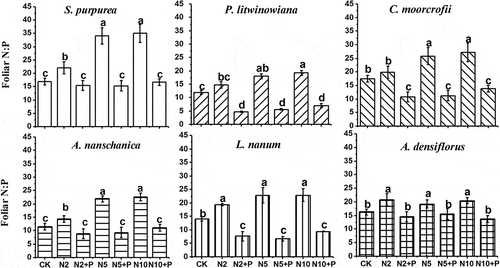 Figure 4. N:P ratios in the foliage of different types of plants on the addition of N and P. Grasses: S. purpurea, P. litwinowiana; sedge: C. moorcrofii; forbs: A. nanschanica, L. nanum; and legume: A. densiflorus. Different lowercase letters above bars denote significant difference among treatments (p<0.05).