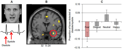 Figure 2 (A) Fear faces time-locked to distinct parts of the cardiac cycle were judged as more intense at systole on the heart beat relative to systole between heart beats. (B) Observing these fear faces induced a fear reaction in the brain that was also modulated by the cardiac cycle (eg, enhanced amygdala activation at systole), indicating that the contagion of fear responses is altered by bodily context. (C) Attentional capture of fear faces was exaggerated at systole, as demonstrated using the attentional blink paradigm to present fear faces at the cusp of conscious awareness.