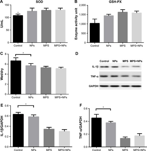 Figure 2 Porous Se@SiO2 nanocomposites did not impair the therapeutic efficacy of MPS in a rat model of ARDS.Notes: (A, B) The levels of SOD and GSH in the rat lung tissues were detected with a SOD assay kit and a reduced GSH assay kit, respectively. (C) The wet-to-dry weight ratio was calculated by dividing the wet weight by the dry weight. (D) Western blot analysis of IL-1β, TNF-α, and GAPDH expression of subchondral bone in the indicated groups. (E, F) The relative densities of (E) IL-1β and (F) TNF-α proteins were normalized to GAPDH. All experiments were performed in triplicate (n=3). Error bars represent mean ± SEM. *P<0.05.Abbreviations: ARDS, acute respiratory distress syndrome; GSH, glutathione; IL, interleukin; MPS, methylprednisolone; SEM, standard error of mean; SOD, superoxide dismutase; TNF-α, tumor necrosis factor-alpha; NPs, nanoparticles.