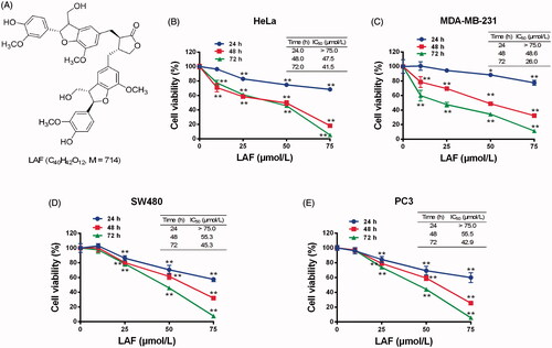 Figure 1. Lappaol F (LAF) inhibited viability of human cancer cells. (A) Structure of LAF. (B-E). Human cancer cells (HeLa, MDA-MB-231, SW480 and PC3) were treated with LAF (0, 10, 25, 50 or 75 µmol/L) for 24, 48 or 72 h. Cell viability was assessed by sulforhodamine B assay. All data are expressed as the mean ± SD (n = 5). **p < 0.01, significantly different from the control without LAF treatment.IC50: half inhibitory concentration.