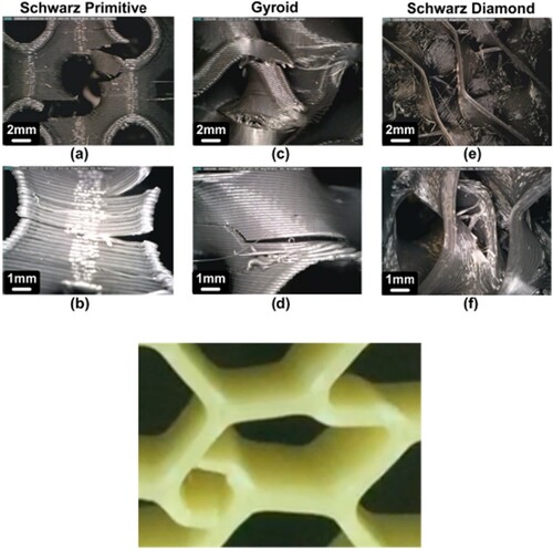 Figure 16. Top: Fracture areas at 15% strain for different TPMS structures, showing delamination and crack propagation across layers (Kladovasilakis et al. Citation2021). Bottom: Debonding between contour rasters at the cell wall level reported in (Lam et al. Citation2019).