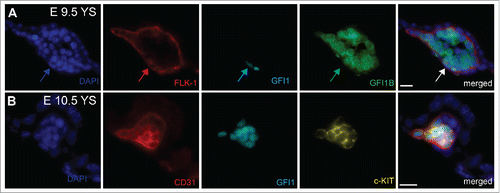 Figure 1. Immunostaining on E9.5 and E10.5 Yolk sacs (A) Arrows indicate the expression of GFI1 in flat FLK-1+ endothelial cells in E9.5 yolk sac. GFI1B is detected in intravascular round cells. (B) Co-expression of GFI1 and c-KIT in CD31+ E10.5 hemogenic endothelial cells. YS = Yolk Sacs. Scale bar = 10μm.