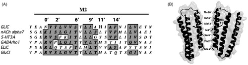 Figure 1. GLIC M2. (A) Alignment of the GLIC M2 region with those of related proteins showing the prime (′) notation used for comparison of this region. The alignment reveals conservation but also anomalies: Glu at -2′, Ile at 9′ and His at 11′. (B) Transmembrane helices M1, M2 and M3 of 2 of the 5 subunits of GLIC showing the location of His 11′ facing towards M3 and the pore lining residues.