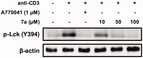 Figure 6. Effect of 7a on the Lck (Y394) activation in anti-CD3-treated Jurkat cells. After treatment with CD3 antibody for coating in plates, cells were seeded and then treated with various concentrations of 7a (10, 50, or 100 μM) or A770041 (1 μM) used as a positive control. The phosphorylation of Lck tyrosine in Jurkat cells was activated by anti-CD3 mAb. Total cellular protein was resolved by SDS-PAGE, transferred to PVDF membranes, and detected with specific p-Lck (Y394) antibody. β-Actin was used as an internal control.