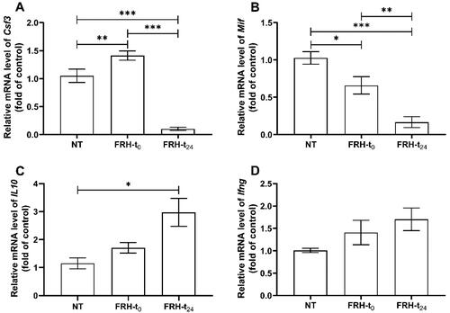 Figure 4. Effects of FRH on the expression of (A) Csf3, (B) Mif, (C) IL10 and (D) Ifng in the spleen of rats. mRNA expression was determined by RT-qPCR. Data are shown as the mean ± SEM of three independent experiments. Asterisks indicate significant differences between groups (***p < .001, **p < .01, *p < .05). NT: control animals (n = 6), FRH-t0: samples collected directly following FRH treatment (n = 6), FRH-t24: samples collected 24 h post-FRH treatment (n = 5). n indicates the sample size per group.