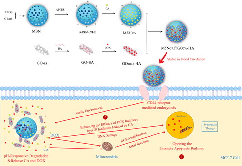 Figure 6. Illustration of the preparation, dual-drugs loading, pH-responsive intracellular release of MSNCA@GODOX-HA nanoparticles and the apoptosis induction in MCF-7 cells. International Journal of Nanomedicine 2020 15 10285-10304’ Originally published by and used with permission from Dove Medical Press Ltd.