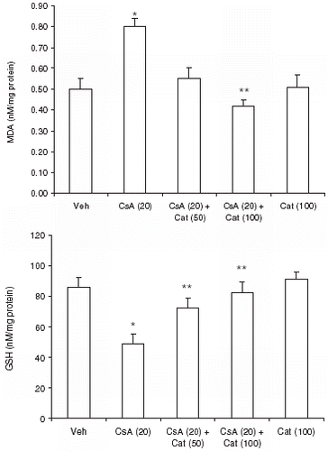 Figure 3. Effect of catechin on malonaldehyde (upper panel) and glutathione (lower panel) levels in CsA treated rats. Values are in mean ± S.E.M. Veh: vehicle, CsA: cyclosporine-A, Cat (50): catechin (50 mg/kg/day), Cat (100): catechin (100 mg/kg/day). *P<0.05, as compared to vehicle, **P<0.05, as compared to CsA alone treated rats.