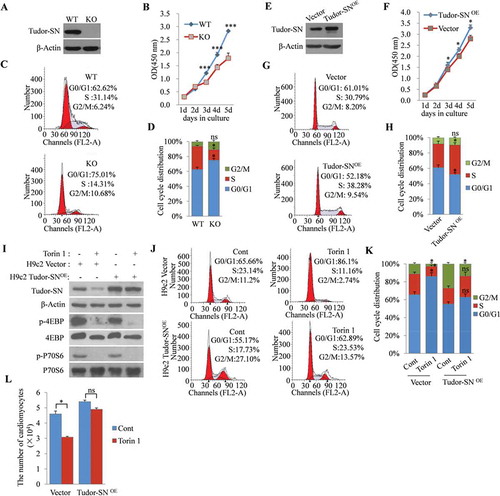 Figure 6. Tudor-SN participates in the mTORC1-mediated regulation of cardiomyocytic proliferation. (A) The Tudor-SN gene was knocked out by a modified CRISPR/Cas9 double-nicking gene-editing system. The protein levels of Tudor-SN in H9c2 WT cells and H9c2 Tudor-SN KO cells were detected by Western blotting. (B) The proliferative abilities of H9c2 WT and H9c2 Tudor-SN KO cells were detected by CCK8 assays. Data are presented as the mean ± SEM (n = 3 independent experiments), and unpaired two-tail t-tests were used (***p < 0.001). (C–D) The cell-cycle distributions of H9c2 WT and Tudor-SN KO cells were detected by flow cytometry and analysed by Modfit software. Data are presented as the mean ± SEM (n = 3 independent experiments), and unpaired two-tail t-tests were used (*p < 0.05, ns, no significance). (E) Tudor-SN was overexpressed in H9c2 cells (Tudor-SNOE), Vector was used as a control, and the protein expression of Tudor-SN was detected by Western blotting. (F) The proliferative abilities of H9c2 Vector and Tudor-SNOE cells were detected by CCK8 assays. Data are presented as the mean ± SEM (n = 3 independent experiments), and unpaired two-tail t-tests were used (*p < 0.05). (G–H) The cell-cycle distributions of H9c2 Vector and Tudor-SNOE cells were detected by flow cytometry and analysed by Modfit software, Data are presented as the mean ± SEM (n = 3 independent experiments), and unpaired two-tail t-tests were used (*p < 0.05, ns, no significance). (I–K) H9c2 Vector and Tudor-SNOE cells were treated with 250 nmol/L of Torin 1 for 24 h. The protein levels of Tudor-SN and other indicated proteins of the mTORC1 pathway were detected by Western blotting. Cell-cycle distributions were detected by flow cytometry and analysed by Modfit software. Data are presented as the mean ± SEM (n = 3 independent experiments), and unpaired two-tail t-tests were used (*p < 0.05, ns, no significance). (L) H9c2 Vector and Tudor-SNOE cells (1 × 104 cells) were seeded in 12-well plates and treated with 250 nmol/L Torin 1 for 24 h, the number of cells was counted and anzlyzed. Data are presented as the mean ± SEM (n = 3 independent experiments), and unpaired two-tail t-tests were used (*p < 0.05, ns, no significance)