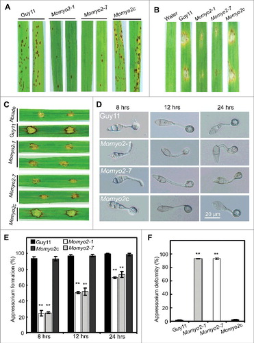 Figure 6. Pathogenicity assays and appressorium development in Momyo2 mutants. (A) Spray assay for disease development on rice leaves. The Momyo2 deletion reduced virulence on rice leaves. Diseased leaves were collected at 5 dpi. (B) Pathogenic assays on barley leaves. Droplets of conidial suspension of indicated strains were inoculated on barley leaves and diseased leaves were harvested at 5 dpi. (C) Pathogenic assays on abraded rice leaves. Droplets of conidial suspension of indicated strains were inoculated on abraded rice leaves and diseased leaves were harvested at 5 dpi. (D) Appressorium development is delayed in the Momyo2 mutant. Conidial drops (1 × 105 spores ml−1) were inoculated on the hydrophobic coverslips for 8, 12, 24 hrs, and then imaged with light microscope with DIC equipments. (E) Analysis of appressorium formation. Appressorium formed at the germ tube were counted and statistically analyzed. P < 0.01. (F) Statistical analysis of abnormal appressorium. The appressorium deformity rate of indicated strains was measured and statistically analyzed. P < 0.01. Asterisks in Fig. 6E, 6F indicate significant differences between the wild type and Momyo2 mutants.