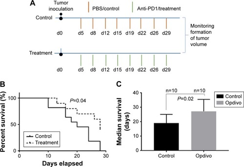 Figure 2 Anti-PD-L1 treatment induces a durable antitumor effect.Notes: (A) Tumor challenge and treatment experimental design. (B) After 4 weeks of treatment, when the control group had two mice left and the treatment group four left, the study was terminated. The overall survival of mice was graphed (P<0.05). (C) The median survival was calculated (P<0.05).