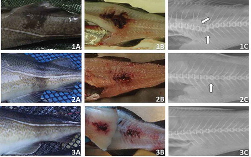 Figure 3. Imagess of (1) wild Atlantic Cod showing spinal luxation, (2) farmed F1 cod with spinal subluxation, and (3) affected F1 cod without spinal injury. The panels labeled A show the dark discoloration immediately after exposure, those labeled B the paravertebral hemorrhages noted at 14 d (1B) or 2 h (2B, 3B) postexposure, and those labeled C X-rays of an acute luxation with associated bone fractures (1C), an acute subluxation (2C), and an undamaged spine (3C).