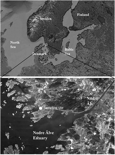Fig. 1. Map indicating sampling site, Nodre Älv Estuary, located at the west coast of Sweden.