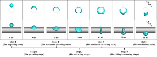 Figure 7. The dynamic process of a 3.3-mm droplet impacting on a 4.4-mm cylinder (θ = 67°) at an initial impact velocity of 0.7 m/s.