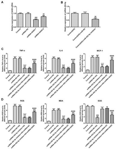 Figure 5 miR-452-5p interference suppressed the inflammation and oxidative stress in HG-induced HK-2 cells. (A) GAS5 expression was decreased when HK-2 cells transfected with shRNA-GAS5. **P<0.01 and ***P<0.001 vs control group. ##P<0.01 and ###P<0.001 vs shRNA-NC group. (B) miR-452-5p expression was decreased when HG-induced HK-2 cells transfected with miR-452-5p inhibitor. **P<0.01 vs control (HG) group. ##P<0.01 vs control (HG) + miR-NC group. (C) miR-452-5p interference suppressed the levels of TNF-α, IL-6 and MCP-1 in HG-induced HK-2 cells while reversed by GAS5 inhibition. **P<0.01 and ***P<0.001 vs control group. ###P<0.001 vs control+HG group. ∆∆∆P<0.001 vs miRNA-NC+HG group. $$$P<0.001 vs miR-452-5p inhibitor+HG group. @@@P<0.001 vs miR-452-5p inhibitor+HG+shRNA-NC group. (D) miR-452-5p interference downregulated the levels of ROS and MDA and upregulated the SOD level in HG-induced HK-2 cells, which was reversed by GAS5 inhibition. **P<0.01 and ***P<0.001 vs control group. ###P<0.001 vs control+HG group. ∆∆∆P<0.001 vs miRNA-NC+HG group. $$$P<0.001 vs miR-452-5p inhibitor+HG group. @@@P<0.001 vs miR-452-5p inhibitor+HG+shRNA-NC group.