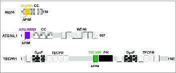 Figure 1. Domain architecture of ATG5-interacting proteins. (Top) Atg16 from Saccharomyces cerevisiae consists of only 2 domains, Atg16N (yellow) and a coiled-coil (CC) region. (Middle) human ATG16L1 is a much larger protein consisting of ATG16N69 (purple), CC, and WD40 repeats. (Bottom) TECPR1 is a very large protein showing a complex domain composition including 2 dysferlin domains (DysF), several tectonin β-propeller repeats (TECPR), a pleckstrin homology (PH) domain, and TECAIR (green).