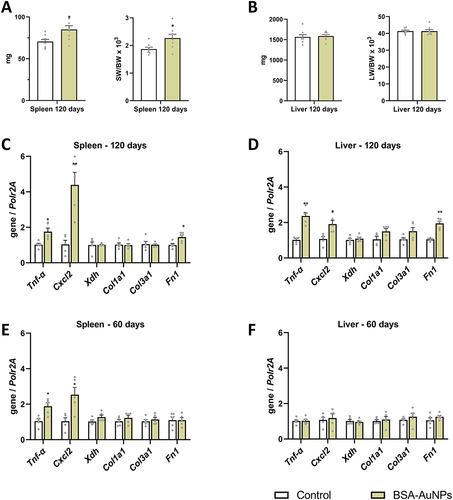 Figure 3 Single administration of nanoparticles resulted in increased spleen weight in the treated mice than in the controls after 120 days of exposure (A), while the liver weight of the treated mice did not change compared to the controls (B). After 120 days, changes in the expression of some pro-inflammatory genes were observed both in the spleen (C) and in the liver (D), which were not changed after 60 days, or with less intensity (E and F). Asterisks represent statistical differences compared to untreated groups. Data from qRT-PCR represent the mean ± SEM of five independent experiments. Statistical significance among groups: P < 0.05 (*), P < 0.01 (**).