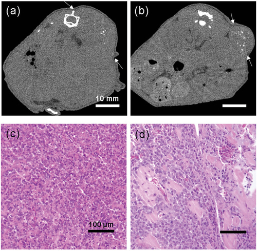Figure 6. (a, b) Representative computed tomography images of the mice on the final day of treatment (42 days from treatment initiation). Arrows show the boundary of the tumors. (a) Vehicle (0.2% CMC, 30 mg/kg) treated group. (b) Zaltoprofen (30 mg/kg) treated group. Scale bar = 10 mm. Hematoxylin and eosin staining of the tumors in the (c) vehicle-treated and (d) zaltoprofen-treated groups. There were more necrotic scars in the zaltoprofen-treated tumor section. Scale bar = 100 µm.