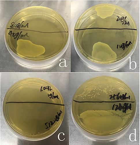 Figure 3 The MICs of daptomycin and azithromycin against standard strains of MRSA. (a) When the intervention concentration of daptomycin was 8μg/mL, there was no colony growth on the solid medium. When the intervention concentration was 4μg/mL, there was colony growth on the solid medium; (b) When the intervention concentration of daptomycin was 1μg/mL and 2μg/mL, there was colony growth on the solid medium; (c) When the azithromycin intervention concentration was 512μg/mL and 1042μg/mL, there was no colony growth on the solid medium; (d) When azithromycin intervention concentration was 256μg/mL, the colonies were more dispersed than 128μg/mL.