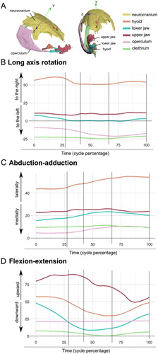 Figure 2. Location of the bones and neurocranium axis (a), Rotations in degrees of the bones along the X, Y, and Z axes (b, c, d) for a representative sequence.