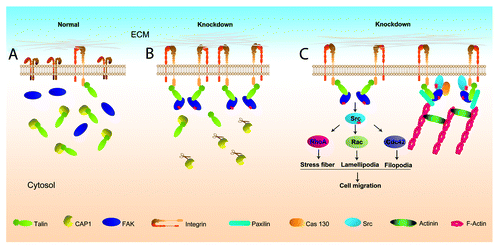 Figure 1. A schematic model showing how depletion of CAP1 leads to Talin-mediated integrin activation through the “inside-out signaling.” (A) In normal cells, CAP1 binds and sequesters Talin and integrins are minimally activated. For simplicity, some of the detailed aspects are not shown, they include: (1) only monomeric CAP1 molecules are shown, although CAP1 has been known to exist in oligomeric form in cells when bound to actin; (2) CAP1, Talin, and FAK may also present in a large complex; (3) binding of G-actin and cofilin with CAP1. (B) In CAP1-knockdown cells, the depletion of CAP1 (shown in the cartoon as CAP1 molecules attached to scissors) releases Talin, enabling more Talin molecules to bind to the cytoplasmic tail of integrin, and thus, causing changes in the confirmation of the extracellular portion of integrin (integrin activation). FAK is subsequently activated and binds to Talin, which set up the platform for recruiting additional signaling and structural proteins to form focal adhesions. It is also possible that a subset of the Talin molecules bound to integrin may also be in complex with CAP1 (not shown). (C) The activated integrin and FAK in CAP1-knockdown cells promote formation of focal adhesions, which is connected to the actin filament network. Note that only some of the important proteins found in the focal adhesions are shown. Meanwhile, active FAK forms complex with Src, which activates downstream Rho family GTPases, including Cdc42 and Rac, to stimulate cell migration.