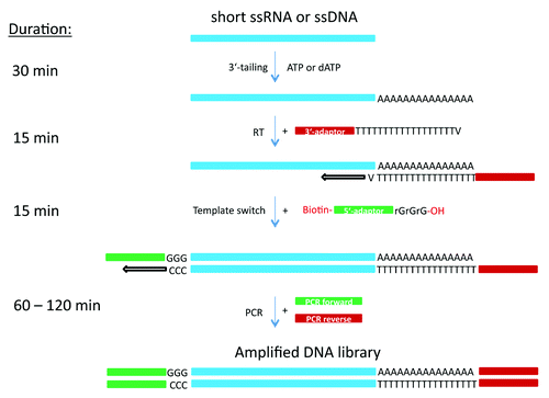 Figure 1. Schematic representation of cDNA preparation methods using a combination of poly(A) or poly(dA) tailing and template switching capacity of MMLV-RT.