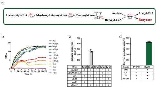 Figure 2. Construction of butyrate biosynthetic pathway in S. cerevisiae.