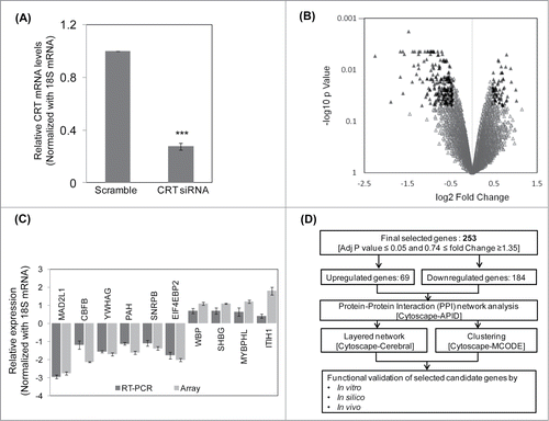 Figure 1. Microarray, qRT-PCR validation and the pipeline of the experimental strategy. (A) HepG2 cells were transfected with the scramble or CRT siRNA (10 nM) for 24 h. On termination of incubation, CRT levels were estimated by qRT-PCR using CRT specific primers. (B) RNA as in “A” was subjected to microarray analyses using Illumina Human HT-12 V3 expression Bead chip arrays. Genes differentially regulated (p < 0.5) are represented as black triangles in a volcano plot with the up- and downregulated genes being represented on either side of the central axis. (C) RNA from scramble and CRT siRNA treated HepG2 cells were subjected to qRT-PCR toward validation of differentially altered genes as obtained from the microarray. All fold changes were significant at p < 0.05. (D) Computational and experimental pipeline of the strategy followed for the altered genes. Values presented are means ±SEM of 3 experiments. ***p < 0.001 as compared to scramble transfected cells.