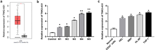 Figure 1. Relative expression of TNK2-AS1 in AML tissues and cell lines. (a) Box plots for TNK2-AS1 gene expression in AML and normal tissues from GEPIA. (b) Correlation between TNK2-AS1 expression and overall survival were detected in GEPIA. (c) the expression of TNK22-AS1 were determined in AML cell lines (HEL, NB4, HL-60 and THP-1) and normal HS-5 cells. *P < 0.05 vs HS-5 cells or control group.