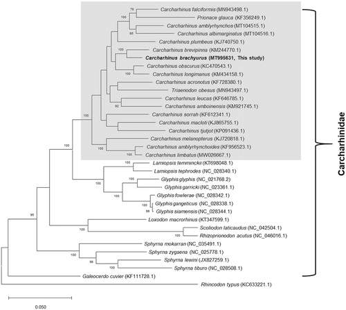 Figure 1. Maximum-likelihood phylogenetic tree based on the concatenated sequences of 13 protein-coding genes from the available Carcharhinidae mitogenomes. The gray box denotes the species currently placed in the genus Carcharhinus and other related taxa, including Prionace glauca and Triaenodon obesus. Mitochondrial genome of whale shark (Rhincodon typus, KC633221.1) was used as outgroup. Numbers at the branches indicate bootstrapping values obtained with 1,000 replicates, and only bootstrap values >70% are indicated. The scale bar represents 0.05 nucleotide substitutions per site.