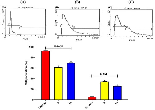 Figure 11. Results of compounds 8 and 14 on the cell cycle of HEPG2 following 48 h. (A) Control, (B) Compound 8, and (C) Compound 14.