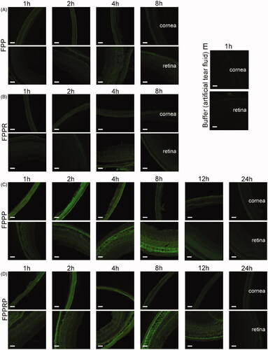 Figure 8. Fluorescence images of corneas and retinas of rat bulbus oculi that illustrate distribution and elimination of NCs after topical administration of FPP (A), FPPR (B), FPPP (C), FPPRP (D), or buffer (E). Artificial lacrimal fluid (5 μL) to dissolve the NCs (20 μM) was instilled into the conjunctival sac of mice every 10 min three times. Scale bar = 50 μm.