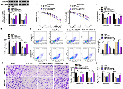 Figure 4. ELAVL1-induced COL3A1 upregulation affects DDP sensitivity and NSCLC cell phenotypes.