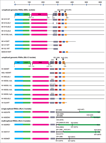 Figure 2. Schematic representation of the HIV-1 MAL and NL4.3 RNA species, as well as NL4.3 svRNAs used in this study.