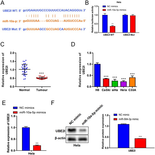 Figure 1. MiR-10a-5p targets UBE2I in CC cells. (A) Binding sites between UBE2I and miR-10a-5p. (B) Luciferase activity in UBE2I WT or Mut transfected Hela cells with or without miR-10a-5p upregulation. (C) UBE2I abundance in CC tissues. (D) The abundance of UBE2I in CC cells. (E) The UBE2I mRNA abundance in Hela cells transfecting the miR-10a-5p mimic. (F) The UBE2I protein abundance in Hela cells transfecting the miR-10a-5p mimic.