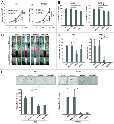 Figure 4. Functional analyses of MIR941 and MIR1247 in AGS and KATO III cells. (A) Growth curves and (B) MTT assays of AGS mock treated cells and AGS cells transfected with non-targeting negative control miRNA (All Star neg.), MIR941, or MIR1247 mimics. (C) Wound healing assay for AGS cells transfected with mock, non-targeting negative controls miRNA (All Star neg.), MIR941, or MIR1247 mimics. Photographs were taken at 16 h later after wounding. (D) The bar graph represents the quantity of migrated cells using transwell migration assay with AGS cells transfected with mock, non-targeting negative controls miRNA (All Star neg.), MIR941, or MIR1247 mimics. Quantity of migrated cells represents the mean of 3 random microscopic fields per membrane and error bars represent the SDs. (E) Transwell invasion assay using AGS cells transfected with mock, non-targeting negative controls miRNA (All Star neg.), MIR941, or MIR1247 mimics. Representative field of invasive cells on the membrane are shown. The Bar graph represents the mean of 3 random microscopic fields per membrane and error bars represent the SDs.