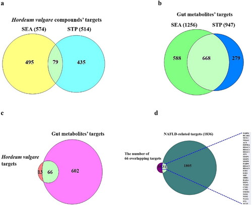 Figure 2. (a) The 79 overlapping targets associated with SMs from HV between SEA and STP. (b) The 668 overlapping targets related to SMs from GM between SEA and STP. (c) The number of 66 intersecting targets associated with SMs between 79 targets from (A) and 668 targets from (B). (d) The identification of 31 crux targets between 66 targets from (C) and NAFLD (1836 targets).