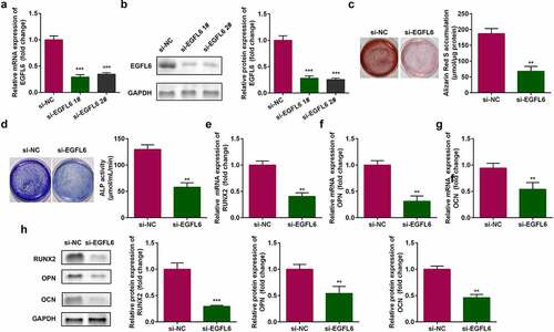 Figure 2. EGFL6 knockdown attenuates the osteogenic differentiation of ADSCs. (a) mRNA expression of EGFL6 in ADSCs. (b) Protein expression of EGFL6 in ADSCs. (c) ARS staining of ADSCs. (d) ALP activity of ADSCs. (e) mRNA expression of RUNX2 in ADSCs. (f) mRNA expression of OPN in ADSCs. (g) mRNA expression of OCN in ADSCs. (h) Protein expression of RUNX2, OPN, and OCN. **P < 0.01, *** P < 0.001 versus si-NC.