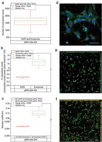 Figure 6. Co-localization analysis, pMM cells. Number of co-localized DAPI (nucleus) and CellVue (exosomes) stained voxels above the threshold values in pMM cells. (a) after 20 h. (b) Co-localization of DAPI and CellVue stained voxels in pMM cells expressed as a percentage of voxels co-localized, at 20 h. (c) Manders co-localization coefficient M1 and M2 values showing the degree of nuclear and exosome co-localization in pMM cells after 20-h exposure. (d) A representative maximum intensity projection image of one analysed field of view. (e) and (f) Lower magnification maximum intensity projection images (XY, XZ and YZ planes shown) after 0 h (E) and 17 h (F) exposure time. No intracellular exosomes are visible at the 0 h time point but the accumulation of cellular exosomes is broadly visible after 17 h. Cells are shown in green, nuclei in blue, exosomes in red and co-localized voxels in white. All scale bars represent 50 µm.