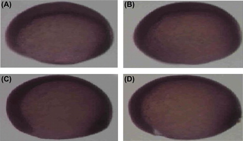 Figure 7. The effect of different concentrations (A–D: 0, 5, 10, and 25 mg/L) of nano-Ag on the expression of the ntl gene. No picture at 50 and 100 mg/L is available, for the reason that the embryos had all died at a really early developmental stage.