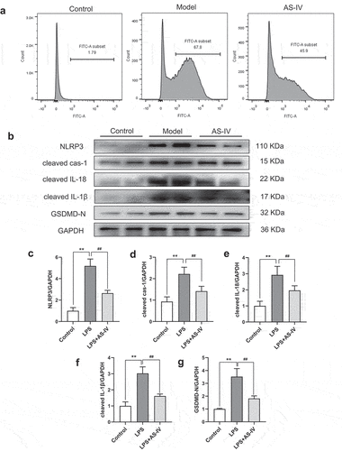 Figure 6. Effect of AS-IV on pyroptosis of BMDMs. (a) ROS was detected by flow cytometry. (b) The protein levels of NLRP3, cleaved cas-1, cleaved IL-1β, cleaved IL-18 and GSDMD-N were determined by western blot in the BMDMs. (c-g) each band was quantified. data represent three independent experiments. values are expressed as mean ± SD (n = 6 of each group). **P < 0.01 vs the sham group, ##P < 0.01 vs the MI group, #P < 0.05 vs the MI group.