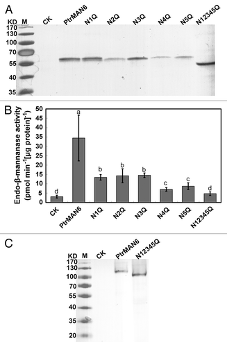 Figure 1. N-glycosylation is essential for PtrMAN6 enzyme activity. (A) Equal volumes of total proteins from tobacco leaves with transient transformation of empty vector (CK), wild type PtrMAN6 (PtrMAN6), or N-glycosylation site mutants were electrophoresed on 10% SDS-PAGE gels under reducing condition and detected with immunoreactions of anti-PtrMAN6 IgG. N1Q, N2Q, N3Q, N4Q, and N5Q indicate changes of Asn-23, Asn-194, Asn-227, Asn-375, and Asn-392 to Gln mutations, respectively. N12345Q indicates the combinational mutation of the 5 sites. (B) Effect of Asn to Gln mutant on PtrMAN6 activity. Proteins were extracted from transformed tobacco leaves and their activity was determined according to the previous study.Citation5 Different letters indicate significant differences at p < 0.05 level by LSD test. Error bars represent the SE of 3 measurements. (C) N-glycosylation deficiency of PtrMAN6 has no effect on its dimerization. Total protein from tobacco leaves was detected with immunoreactions of anti-PtrMAN6 IgG under non-reducing condition.