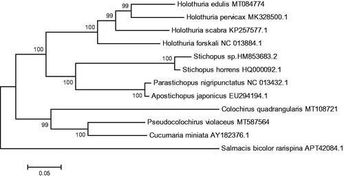 Figure 1. Phylogenetic tree of Pseudocolochirus violaceus and related species based on maximum likelihood (ML) method.