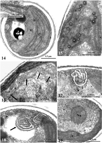 Figs. 14–19. TEM images of Koliella antarctica cells maintained in complete darkness for 4 days. Fig. 14. Section of a cell with a chloroplast (C) characterized by a loose thylakoid system. Detail of the thylakoid lamellae in the insert. M, mitochondrion. Fig. 15. Stroma region free from membranes and occupied by osmiophilic plastoglobules (asterisks) in a plastid. Fig. 16. Detail of a cell with four mitochondria (arrows). Fig. 17 Detail of convoluted invaginations from the plasma membrane. Fig. 18. Membranous inclusion (arrow) inside a vacuole. Fig. 19. Normally formed nucleus, with a large nucleolus (Nu) and dispersed chromatin.