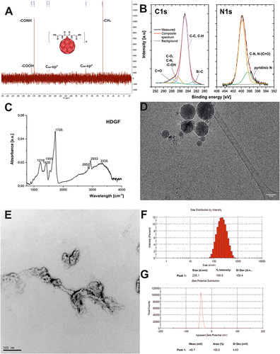 Figure 2 Physico-chemical characterization of fullerene nanomaterial HDGF: (A) The 13C-NMR spectrum; (B) A high-resolution XPS spectra of C1s and N1s; (C) The FT-IR spectrum; (D) Cryo-transmission electron microscopy; (E) Transmission electron microscopy; (F) Dynamic light scattering measurements; (G) Zeta potential measurements.