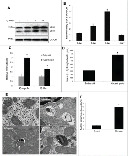 Figure 11. T3 concomitantly increases autophagy, mitochondrial biogenesis, and activity in vivo. (A, B) Immunoblot and densitometric analysis of LC3-II levels in T3-treated (hyperthyroid) mice at a dose of 10 µg/100 g body weight (B.W.) daily for different time periods (n = 5,*P < 0 .05). (C) qPCR data showing mRNA levels of Cpt1a and Ppargc1a from livers of T3-treated mice (10 µg T3/100 g B.W. for 3 d). Values are means ±SD (n = 5). (D) Serum β-hydroxybutyrate in the above described animal groups was measured using manufacturer's guidelines. Values are means ±SEM (n = 5). The asterisk indicates *P < 0 .05. (E) Electron micrograph and quantitation of livers from untreated control (euthyroid) and T3-treated (hyperthyroid, injected with 10 µg T3/100 g B.W. for 3 d) mice. Note the increased number of autophagic vesicle resident mitochondria in T3-treated animals (shown by arrows). Liver section from hyperthyroid mice cotreated with CQ clearly showed mitochondria inside lysosomal compartment. (F) Bar graphs showing % of autophagosomes/ autophagic vesicles containing mitochondria in control and T3-treated mice based on EM micrograph images. Scoring was done by counting 5 to 10 different cells containing autophagosomes (AVs) in 5 random fields per condition (n = 5, *P < 0.05).