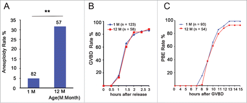 Figure 1. Aneuploidy is increased and has no effect on GVBD and PBE in aged oocytes. (A) Numbers analyzed are indicated above the bars. The data were analyzed using a chi-square test. The experiments were repeated more than 3 times. ** P < 0.01. (B) Kinetics of germinal vesicle breakdown (GVBD). GV-stage oocytes were isolated in M2 medium containing dbcAMP, which inhibits GVBD, and were released into inhibitor-free medium (at time = 0). The number of oocytes examined is indicated (n). (C) Kinetics of polar body extrusion (PBE). Oocytes that had undergone GVBD within 1.5 h after release into dbcAMP-free M16 medium were selected (at time = 0). The number of oocytes examined is indicated (n).