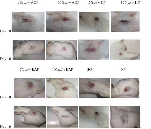 Figure 10 Wound area of solvent fractions and the control groups at day 10 and 16.