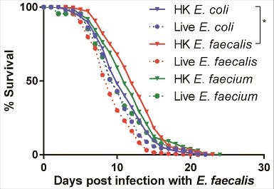 Figure 8. Pre-exposure to heat-killed Enterococci protects against subsequent infection with live E. faecalis. Survival of fer-15(b26);fem-1(hc17) worms exposed to 8 hours of heat-killed bacteria (E. coli, E. faecalis, or E. faecium) or live bacteria (E. faecalis or E. faecium) and then transferred to live E. faecalis. Each graph shows the average of three plates for each condition, with each plate containing 30–40 worms. Results are representative of 2 independent assays. Statistically significant (p<0.05) survival curves that were increased in resistance (relative to HK E. coli) are marked with an asterisk and bracket. Statistical significance of differences between survival curves was calculated using Kaplan-Meier log rank analysis.